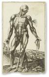 VESALIUS, ANDREAS. Bonavera, Domenico. Group of 7 (of 18) engravings after Vesalian illustrations, from Notomie di Tiziano. Ca. 1670